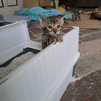 Cuccioli gatto bengala