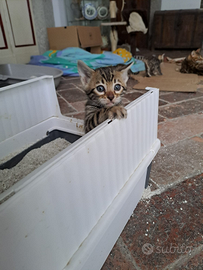 Cuccioli gatto bengala