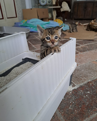 Cuccioli gatto bengala