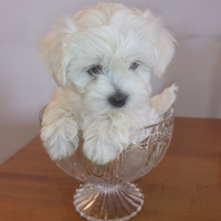 Cucciola maltese