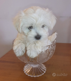 Cucciola maltese