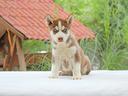 cucciolo-disponibile-di-siberian-husky