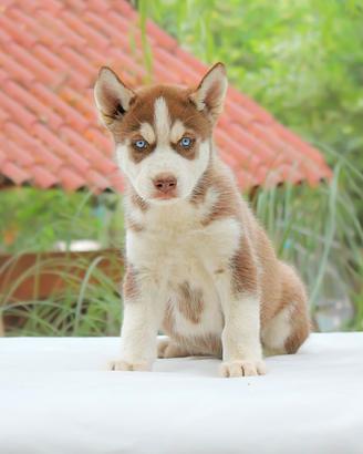 Cucciolo disponibile di Siberian Husky