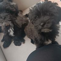 Cuccioli Maltipoo