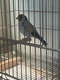 Cardellino Agata aminet