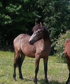 Andaluso PRE Buckskin