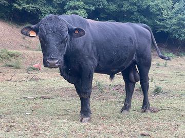 Toro Black Angus