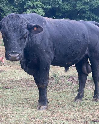 Toro Black Angus