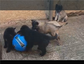 Cuccioli pastore belga groenendael e tervueren
