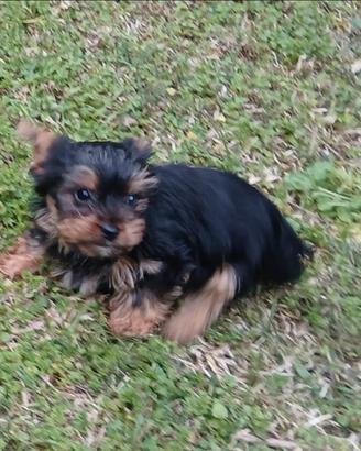 Yorkshire terrier taglia piccola