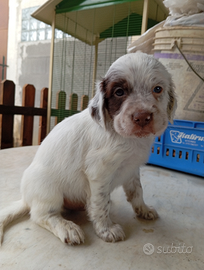 Setter Inglese cuccioli
