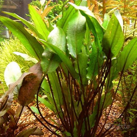 Pianta Cryptocoryne Walkeri