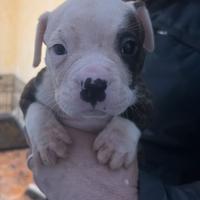 Cuccioli bully