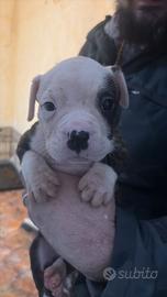Cuccioli bully