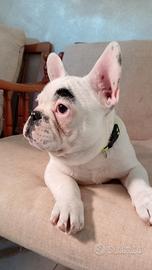 Bulldog francese maschietto