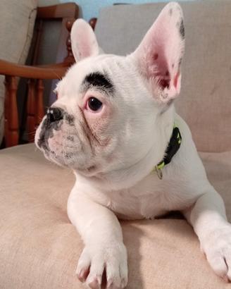 Bulldog francese maschietto