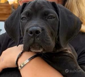 Cucciolo cane corso con pedigree