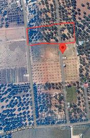 Terreno uliveto 2.500 mq