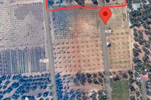 Terreno uliveto 2.500 mq