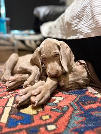 Weimaraner cuccioli