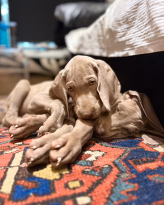Weimaraner cuccioli