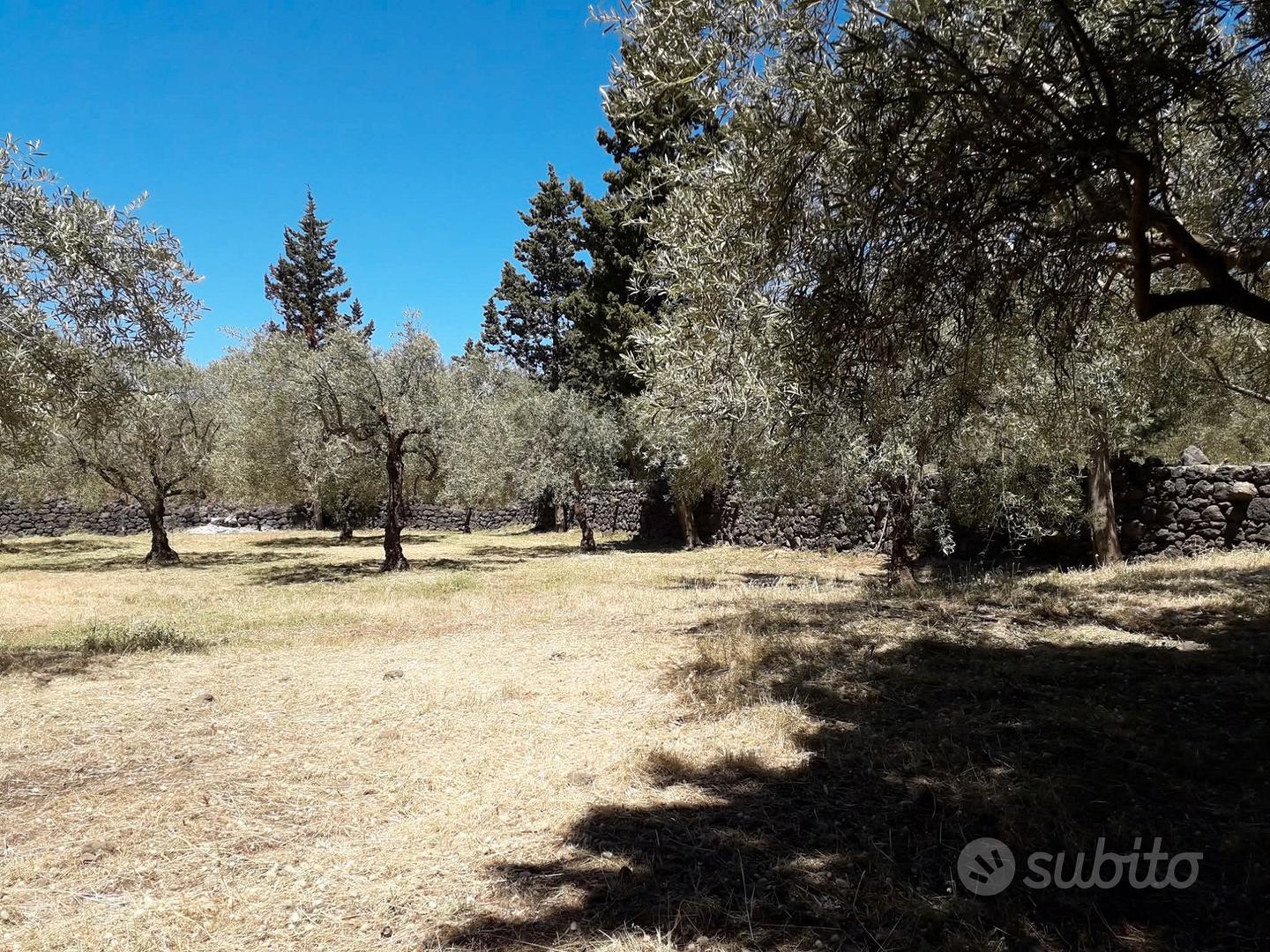 OPEN HOUSE: uliveto 23000 mq Nocellara dell'Etna - Vista 3