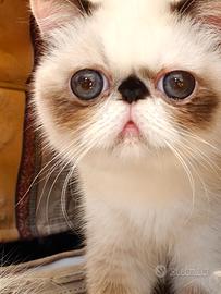 Exotic shorthair/persiano