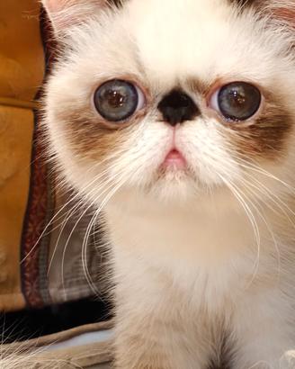 Exotic shorthair/persiano