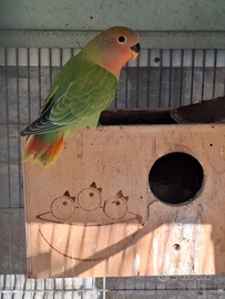 2 Inseparabili maschio e femmina