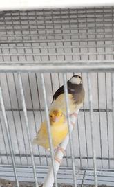 Coppie di canarini x cardellini