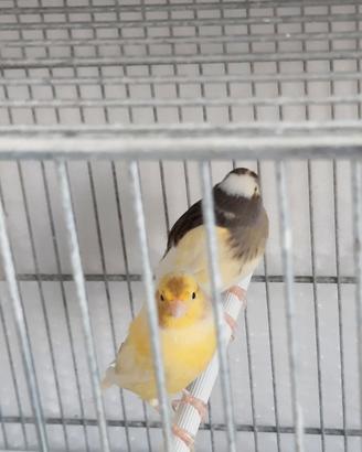 Coppie di canarini x cardellini