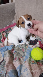 Jack Russell 37 giorni