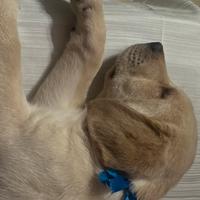 Ultimo cucciolo di Labrador