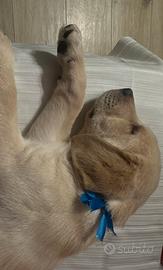Ultimo cucciolo di Labrador