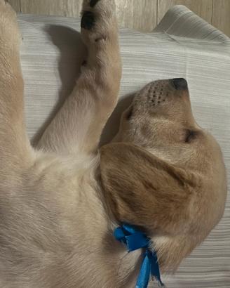 Ultimo cucciolo di Labrador