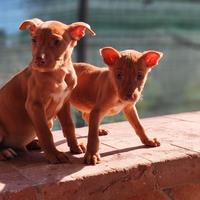 Cuccioli di cirneco dell'etna