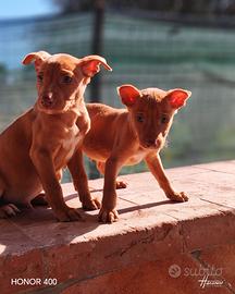 Cuccioli di cirneco dell'etna