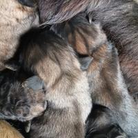 Cuccioli pastore del Caucaso