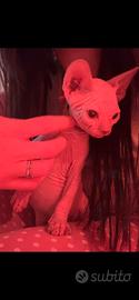 Sphynx