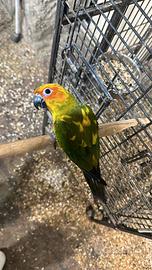 Conuro del sole