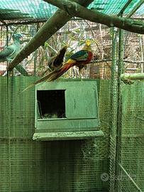 Galline e fagiani