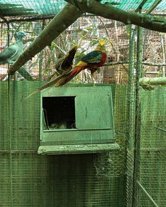Galline e fagiani
