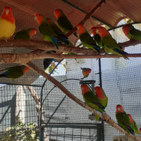 Inseparabili Roseicollis