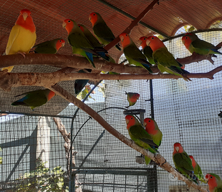 Inseparabili Roseicollis