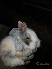 Calopsite e cocorite riproduttivi