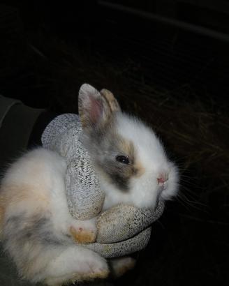 Calopsite e cocorite riproduttivi