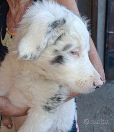 Cucciolo pastore australuano- bergamasco