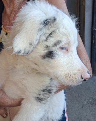 Cucciolo pastore australuano- bergamasco