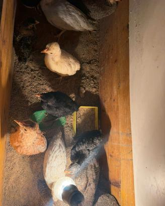 Fagiani,pulcini,uccelli ornamentali
