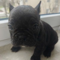 Cuccioli di bouldogue francese